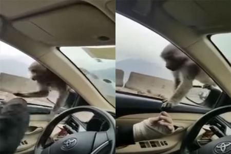 بالفيديو.. رد عنيف من قرد تجاه شاب حاول اصطياده بالطائف