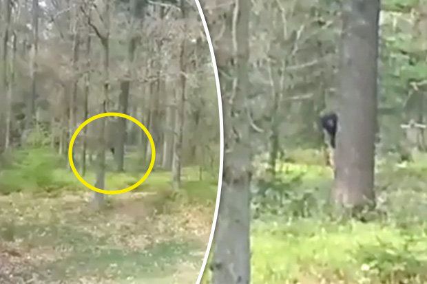 بالفيديو: مشهد مخيف.. مخلوق ضخم يظهر فجأة في غابة بهولندا