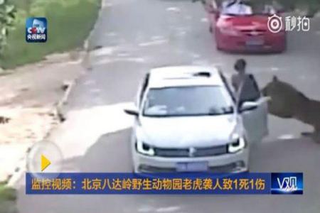  شاهد: لحظة افتراس نمر لسيدة صينية في حديقة برية