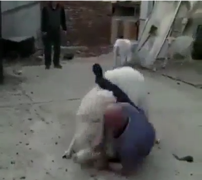 رام ضد الكبش!