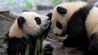 Panda twins  Yuan and   in DEBER Zoo, 29 Jan 20