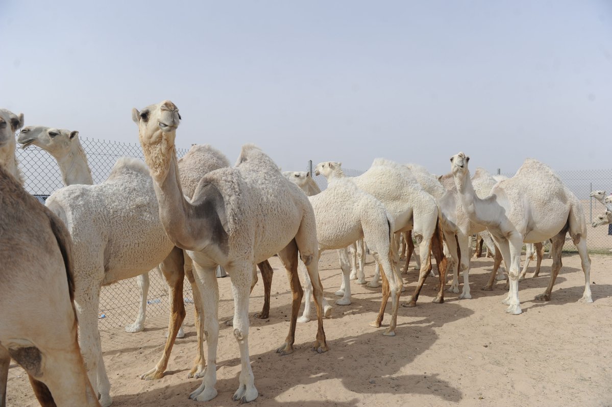 فرضت وزارة البيئة السعودية غرامة مالية قد تصل إلى ٤٠٠ ألف ريال ضد من يحقن الحيوانات بمواد تجميلية مثل البوتكس.