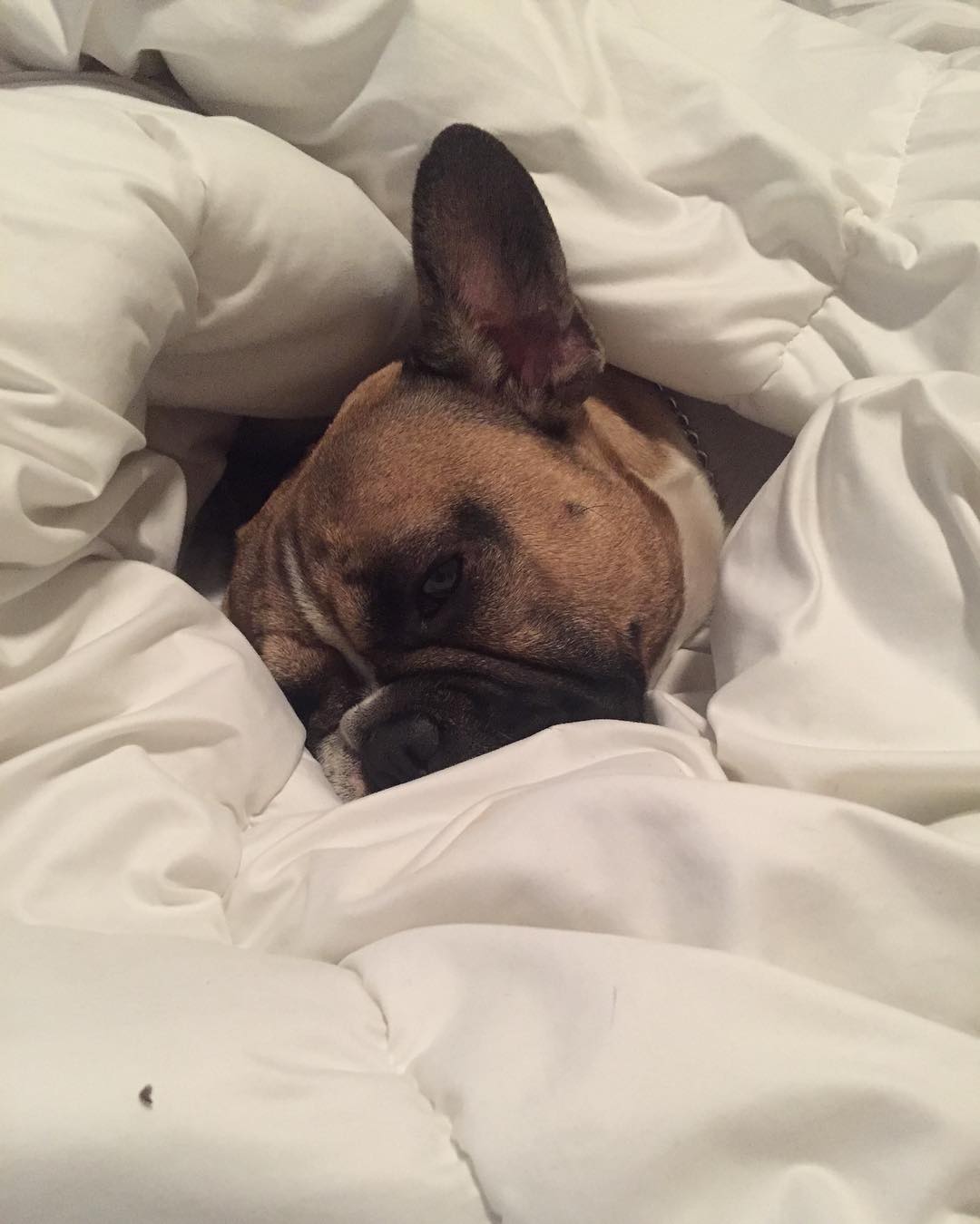Can you just stay in bed with me? #tuesdaymorning #frenchieoftheday #frenchbulldog #frenchiegram #frenchielove #frenchiesofig…