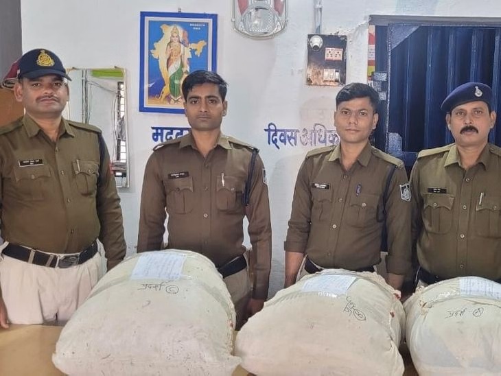 ₹20 Lakh Worth Of Ganja Seized From Bushes In Mandla Following Rajasthan Police Tip-off - Madhya Pradesh News