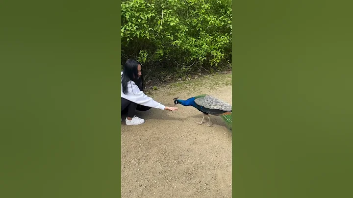 Peacock dance#viral