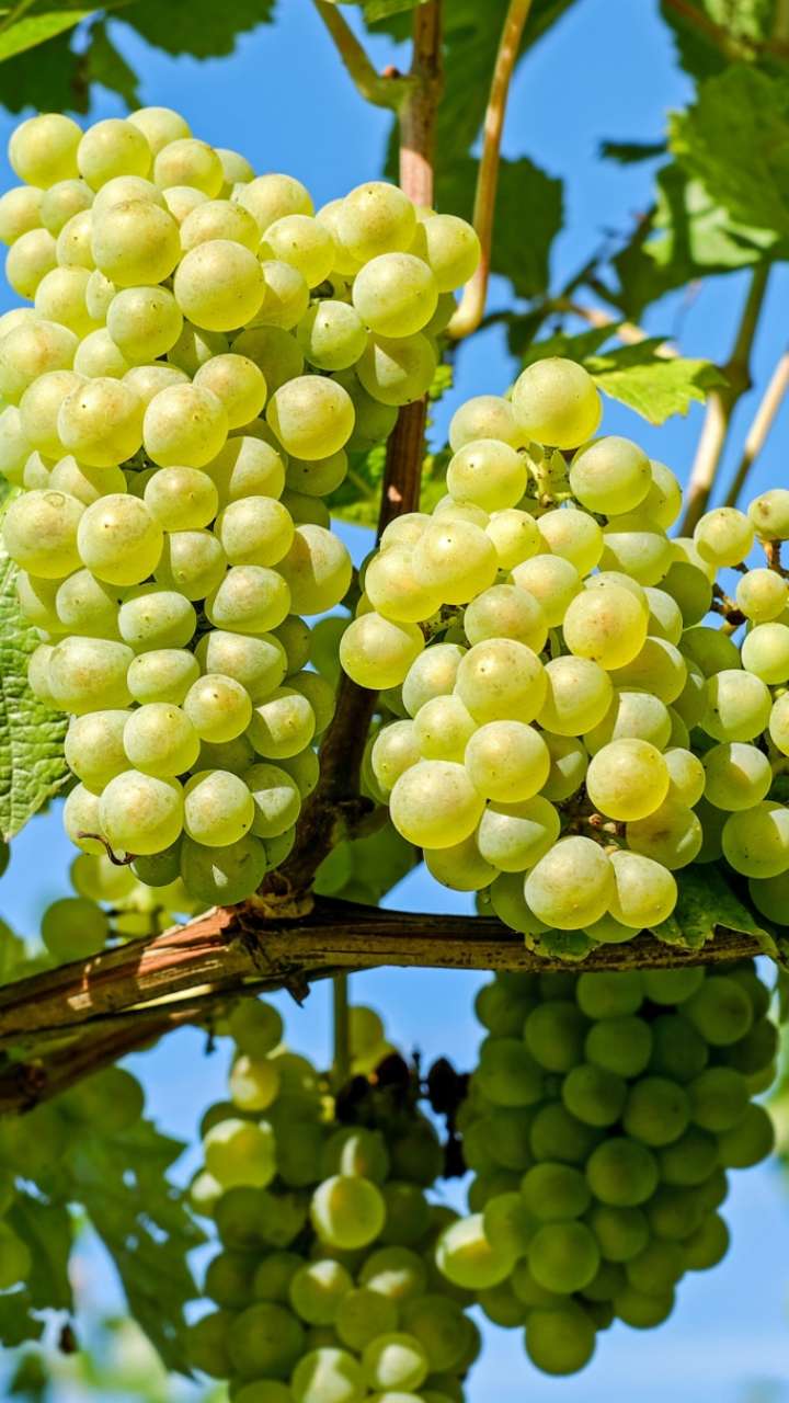 Green or black: Which grapes are more powerful for health? File
