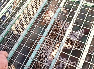 Leopard was captured in Cage in Bijnor