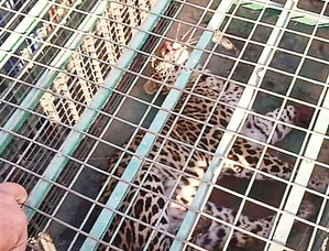 Leopard was captured in Cage in Bijnor