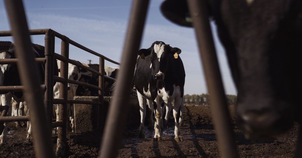 Trump fees and reactions threaten US dairy exports