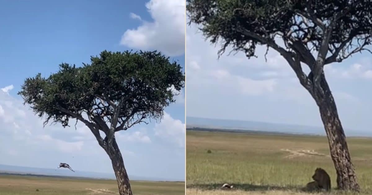 “If the giver gives, tear the thatched roof!” The lion was sitting under the tree, then such a thing falls from above, the day has become!