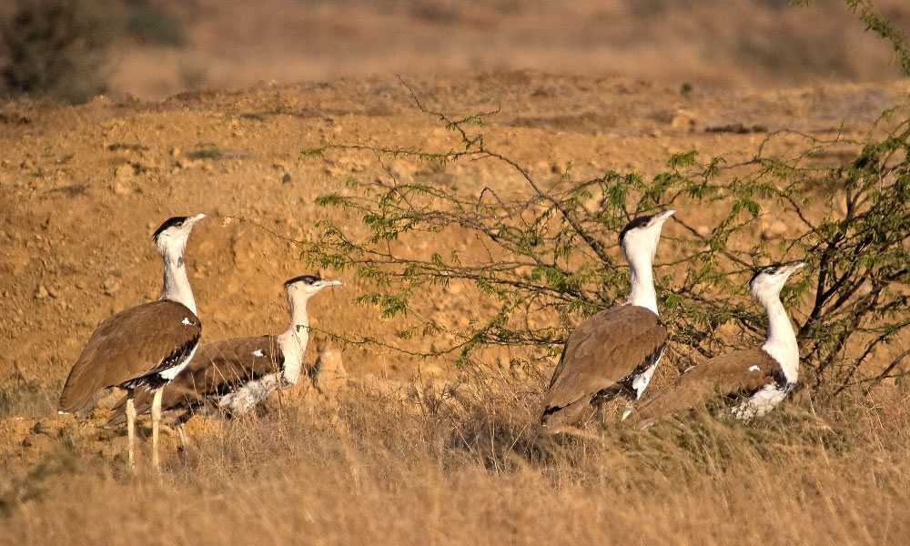 Desert National Park, no less than a paradise for photography enthusiast