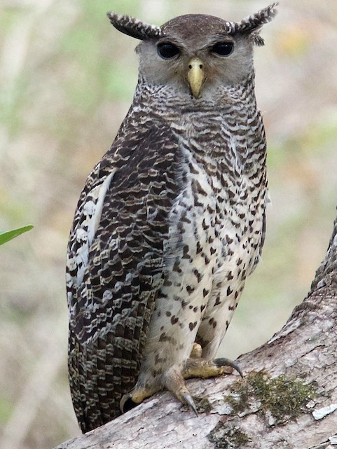 13 indigenous breeds of owls