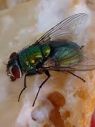 9 fatal diseases caused by flies