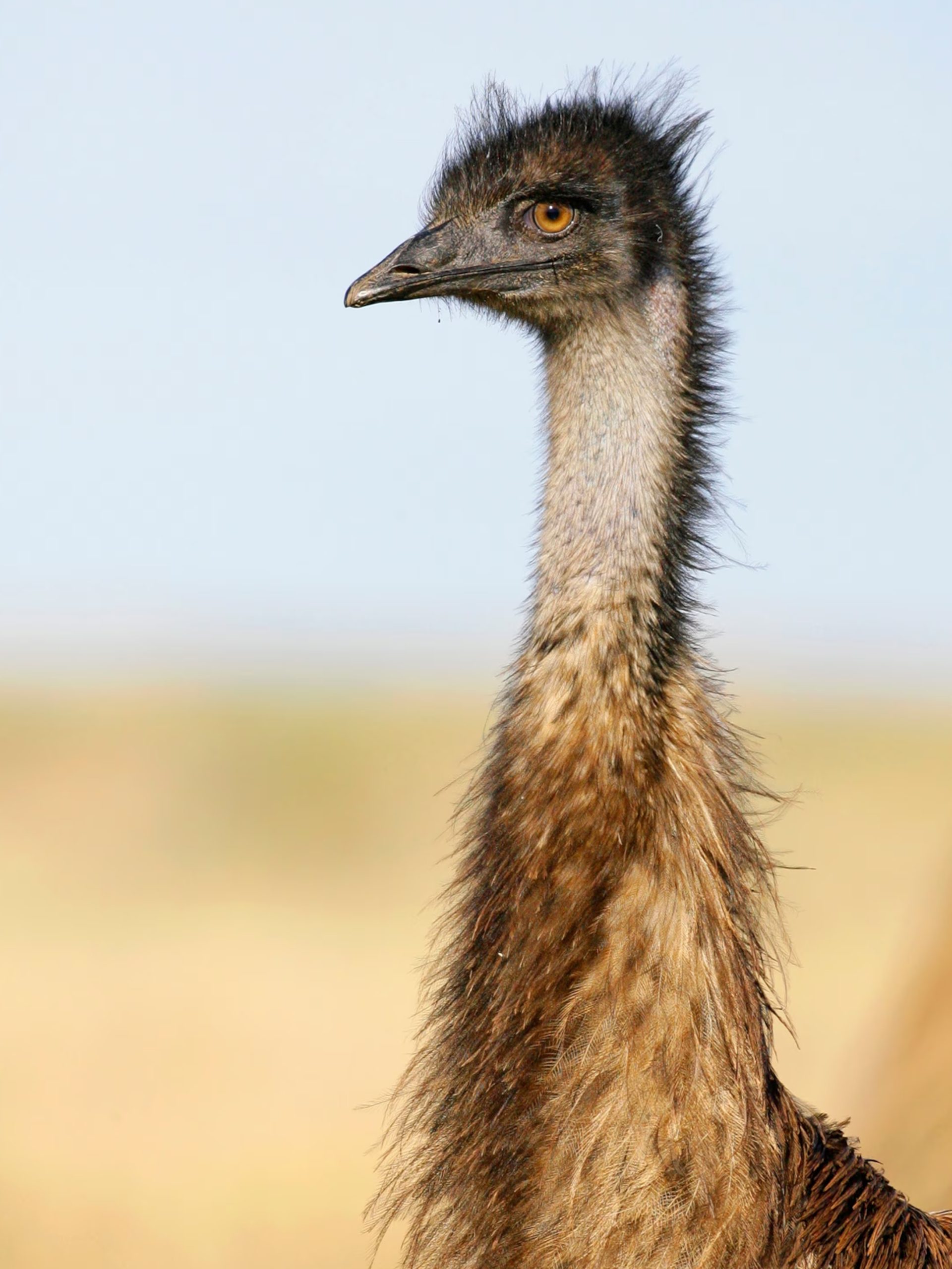When people wars with emu -birds