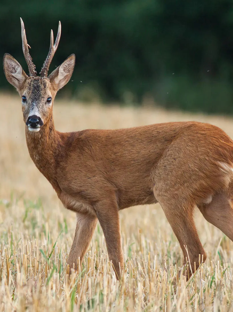 10 deer in India