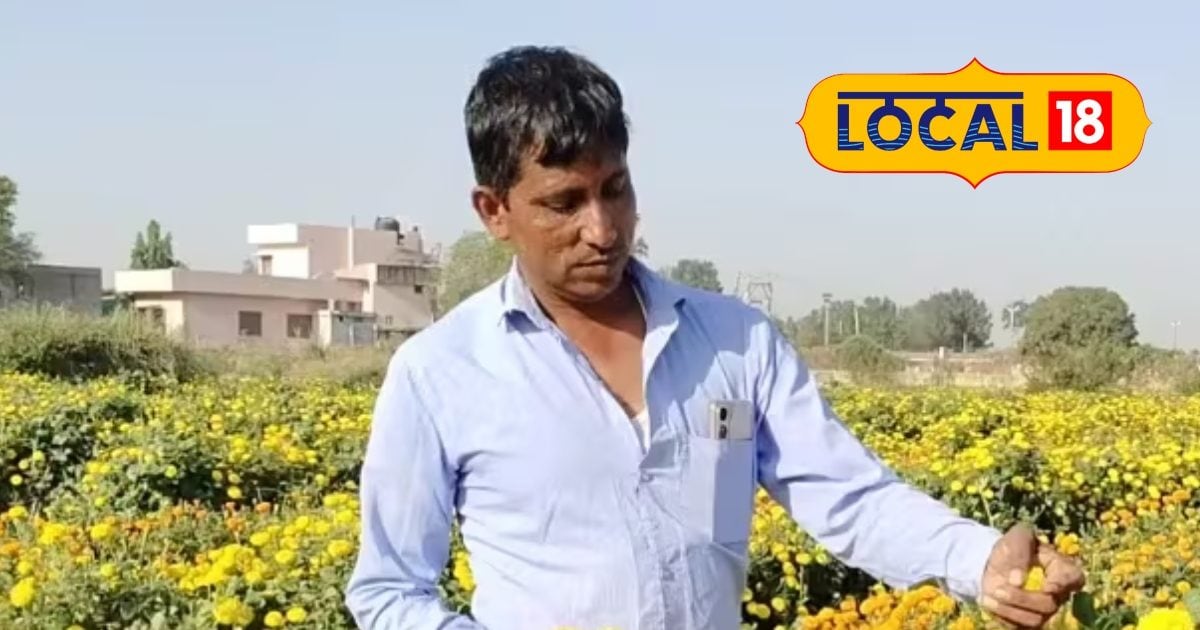 Marigold Farming: These flowers have to leave traditional farming, sit only £ 50,000 and earn 1.7 lakhs! You know this trick