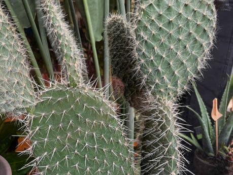 Benefits of keeping cactus on your balcony