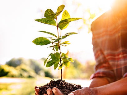 8 common errors associated with plant care
