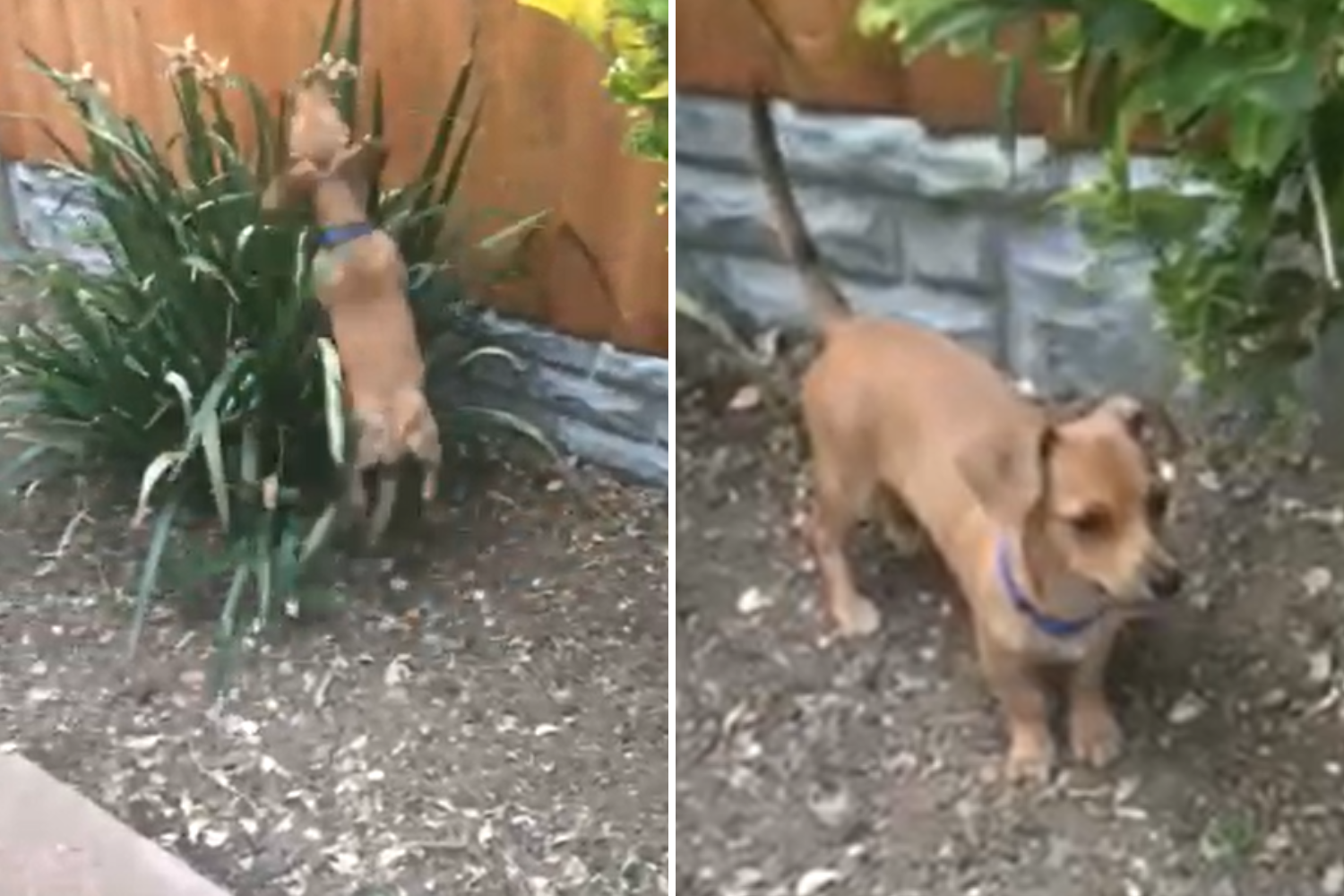 Dog ‘Helping’ Owner With the Garden Wins Pet of the Week – ryan
