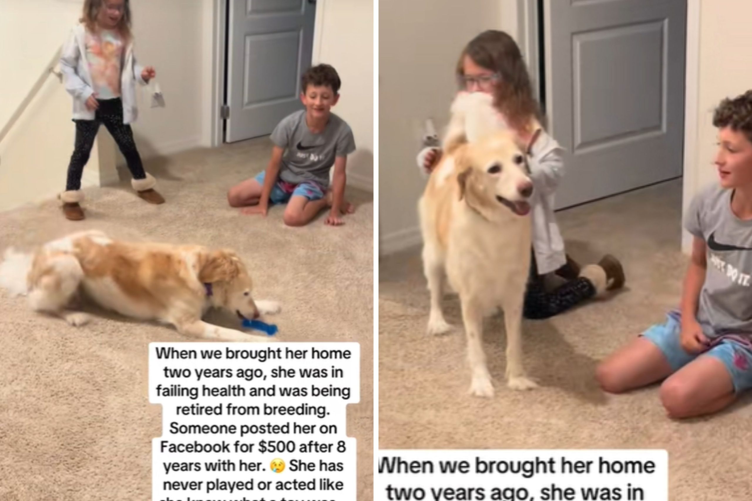 Moment Rescue Dog Finally Understands Playing After 2 Years Melts Hearts – ryan