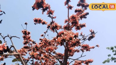 These beautiful flowers are no less than sanjeevani for the body, miracle for diabetes to stomach diseases