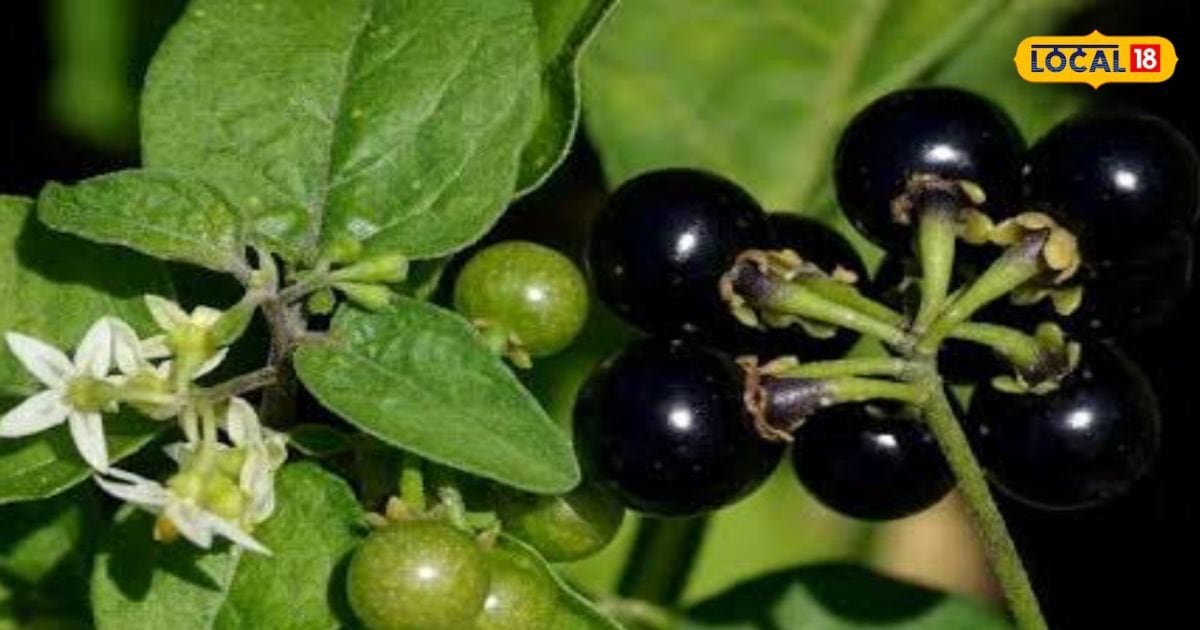 Power of this plant more than fruits, Tonikum for decoction liver