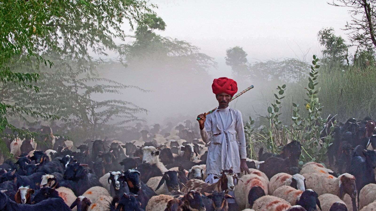 Book Review: Behind the Bishnoi’s Fight for Wildlife and Nature