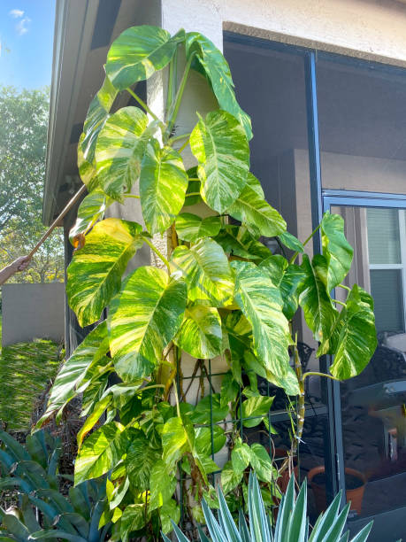 Keep money plant green in summer
