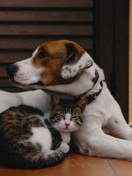 These 10 pets are deadly