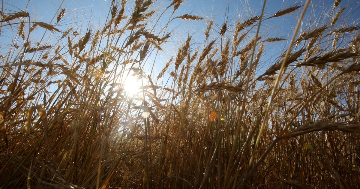 The most prominent of it is gas and grains .. 5 goods that attract the interest of the markets this week