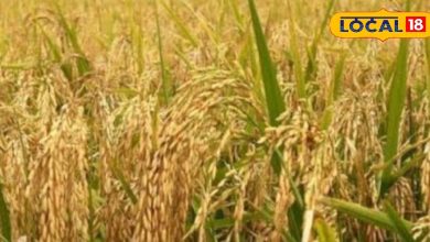 This variety of Paddy is a blessing to farmers, high yields in low water, and does not get disease