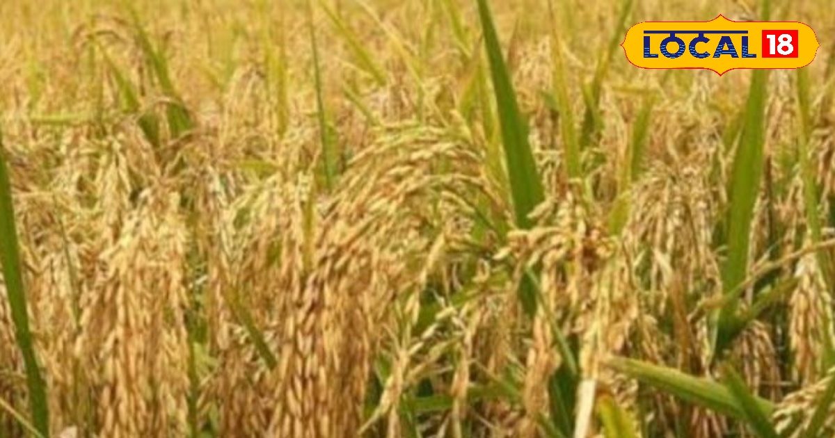 This variety of Paddy is a blessing to farmers, high yields in low water, and does not get disease