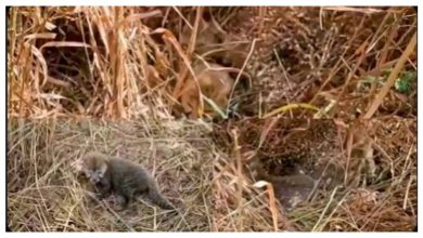 Cheetah Nirwa gave up five cubs in the Kuno National Park of MP, CM Mohan Yadav showed the first look