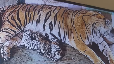 Nahargarh Biological Park reflects simultaneously by Kilkari of five cubs, Tigress Queen