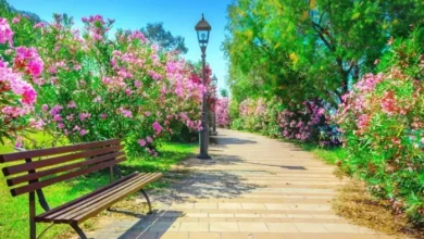 Delhi News: West to Art Park will make DDA in this area of ​​Delhi, these special features will be – DDA will build its first waste to Art Park in Aastha Kunj of South Delhi