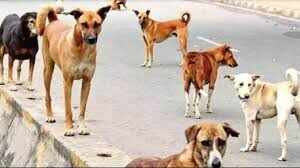 Controversy over food -feeding dogs, eight including female computers and man sued