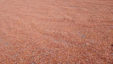 Katihar News: Farmers disappointed because of the falling value of maize, which dropped from 400 to 500 rupees per quintal – Katihar News Farmers disappointed due to falling price of maize fall from 400 to 500 rupees per quintal