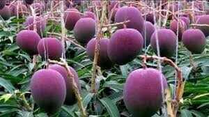 The most expensive mango, which is only available in gifts, will be stunned to know the prize