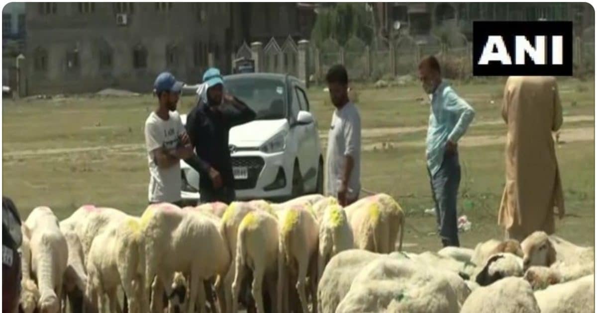 Electricity fell out of the sky, more than 100 sheep died in Rajouri of J&K