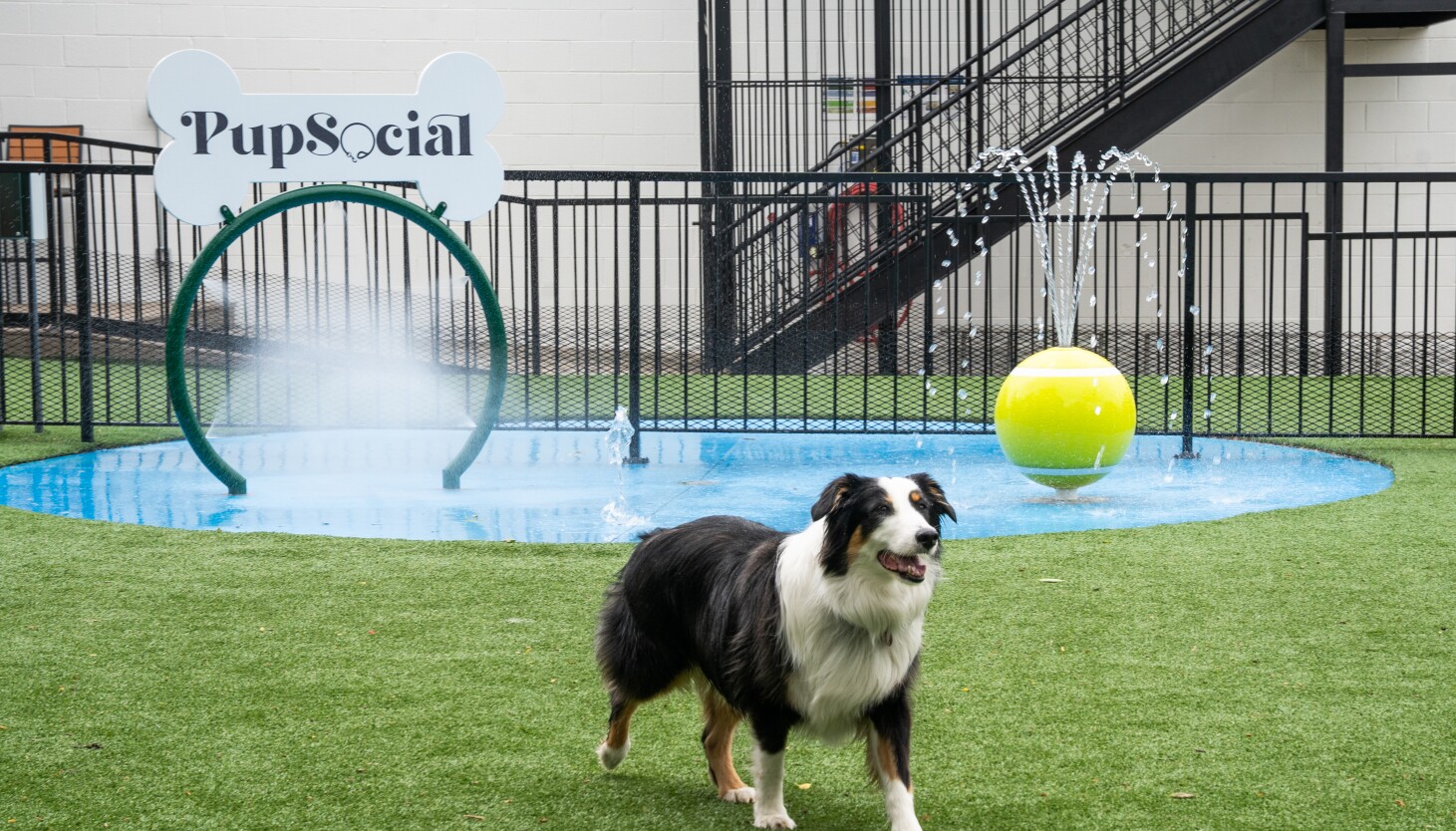 members-fully-membership-for-dog-owners-opening-in-bucktown