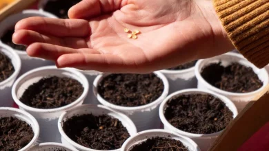 gardeners-entreated-to-test-seeds-with-one-pure-ingredient-to-construct-me-sprout