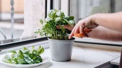 never-purchase-basil-but-again-with-limitless-provide-on-legend-of-of-genius-genius-hack