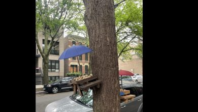 Optical illusion with a squirrel has stumbled internet – can you see it? | Today news