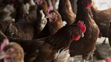 China bans the import of poultry from Brazil due to bird flu