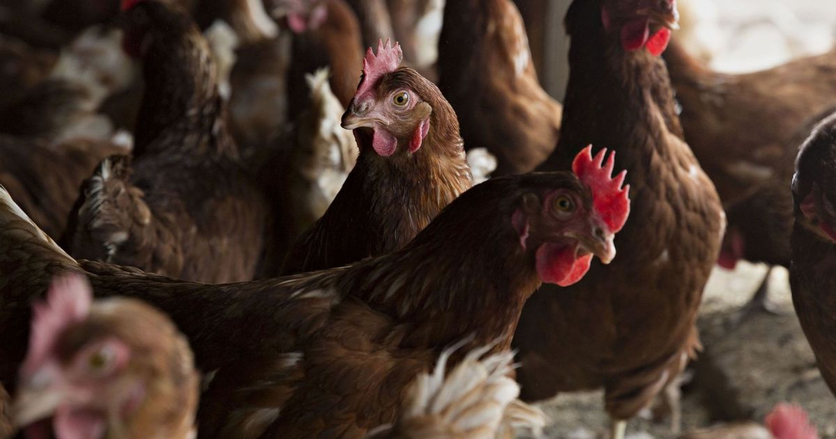 China bans the import of poultry from Brazil due to bird flu
