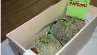 Know what is special in this melon, which was auctioned in 19.84 lakhs