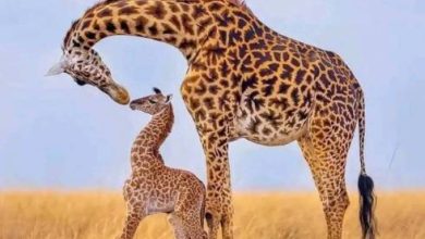 8 Best National Park of South Africa