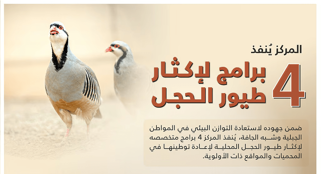 “تنمية-الحياة-الفطرية”-تطلق-4-برامج-لإكثار-طيور-الحجل-في-المملكة-**
