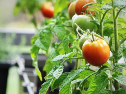 Cultivate these 8 vegetables on the balcony of the house
