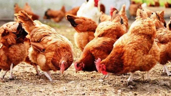 Himachal Fire News: Hefe Fire in Poultry Farm in Una, 450 chickens are dead, loss of millions. – Poultry Farming Brand in Una Kill 450 chickens cause 4 lakh rupes loss